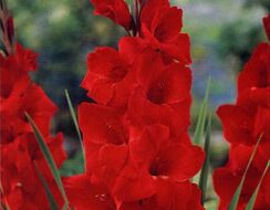 Gladioli Oscar