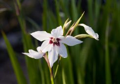 Gladiolus Callianthus Murielae (Acidanthera)