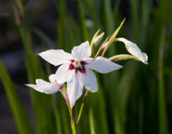 Gladiolus Callianthus Murielae (Acidanthera)
