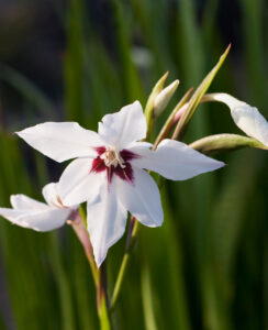 Gladiolus Callianthus Murielae (Acidanthera)