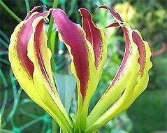 Gloriosa Carsonii