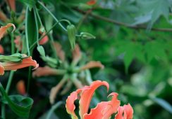 Gloriosa Superba