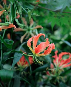 Gloriosa Superba