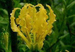 Gloriosa Lutea