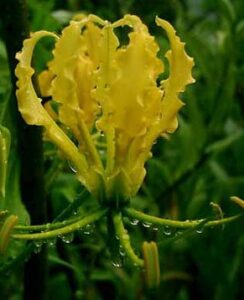 Gloriosa lutea