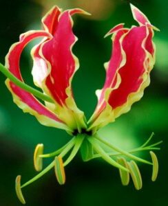 Gloriosa Rothschildiana