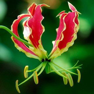 Gloriosa Rothschildiana