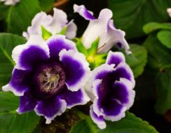 Gloxinia Kaiser Wilhelm