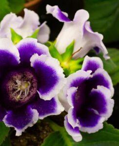 Gloxinia Kaiser Wilhelm
