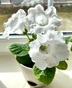 Gloxinia Mont Blanc