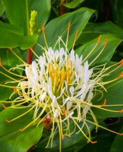 Hedychium Ellipticum