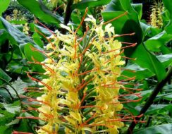 Hedychium Gardnerianum