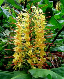 Hedychium Gardnerianum