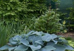 Hosta Halcyon