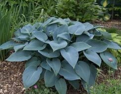 Hosta Halcyon