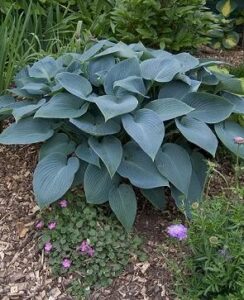 Hosta Halcyon