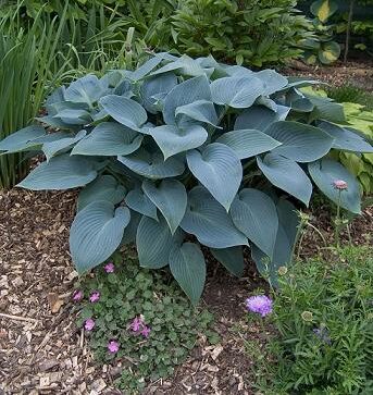 Hosta Halcyon