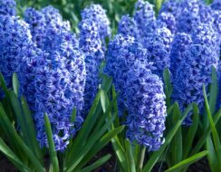 Hyacinth Blue Jacket