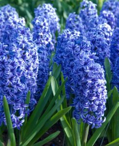 Hyacinth Blue Jacket