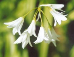 Triteleia Hyacinthina
