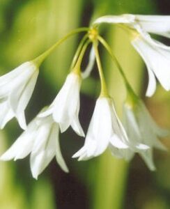 Triteleia Hyacinthina