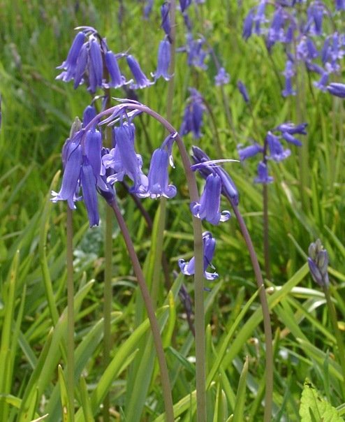 10 Free<br>Hyacinthoid<br>Non Scripta (Bluebells)