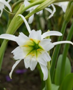 Hymenocallis Festalis