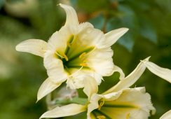 Hymenocallis Sulphur Queen