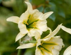 Hymenocallis Sulphur Queen