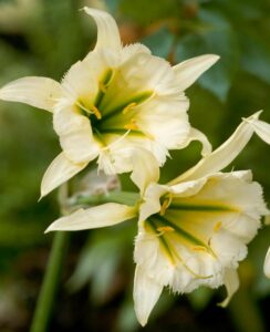 Hymenocallis Sulphur Queen