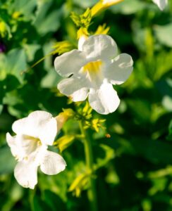 Incarvillea snowtop