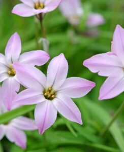 Ipheion Charlotte Bishop