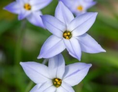 Ipheion Wisley Blue