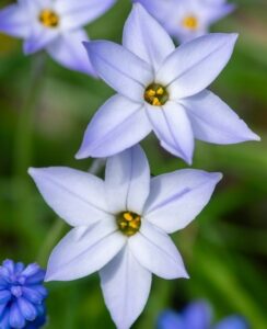 Ipheion Wisley Blue