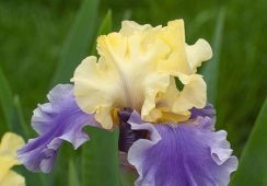 Iris Germanica, Edith Wolford