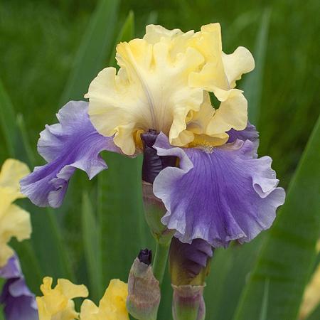 Iris Germanica Iris Germanica