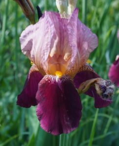 Iris Germanica ‘Indian Chief’