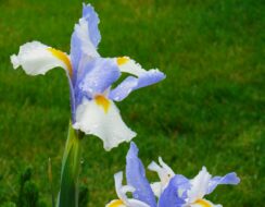 Iris Silver Beauty