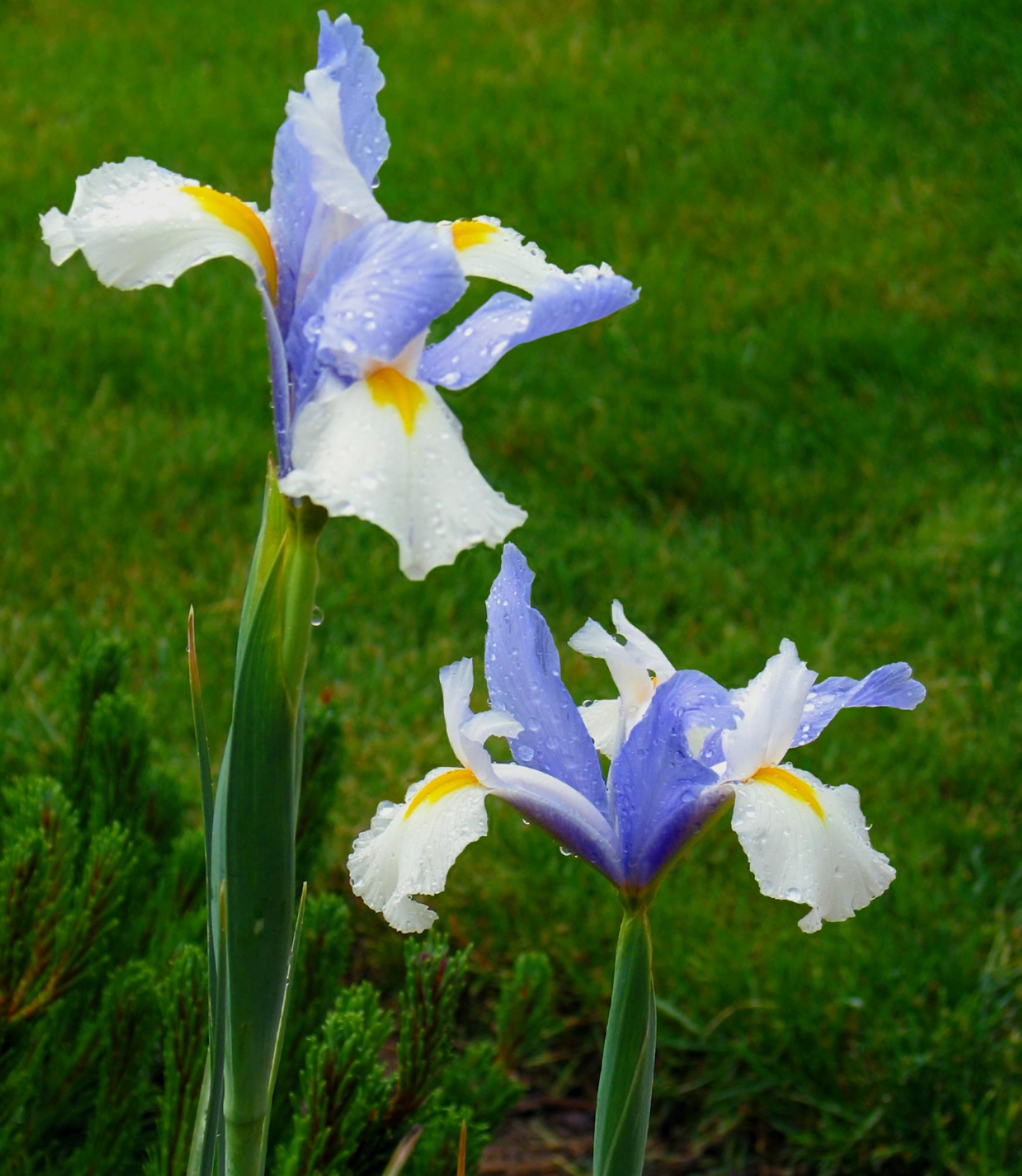 Iris Hollandica Silver Beauty