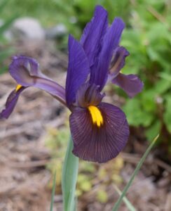 Iris Eye of the Tiger