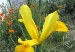 Iris Golden Harvest