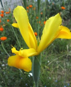 Iris Golden Harvest