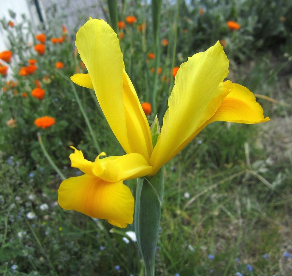 Iris Hollandica Golden Harvest