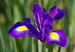 Iris Purple Sensation