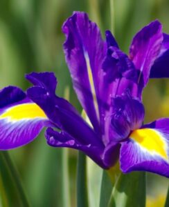 Iris Purple Sensation
