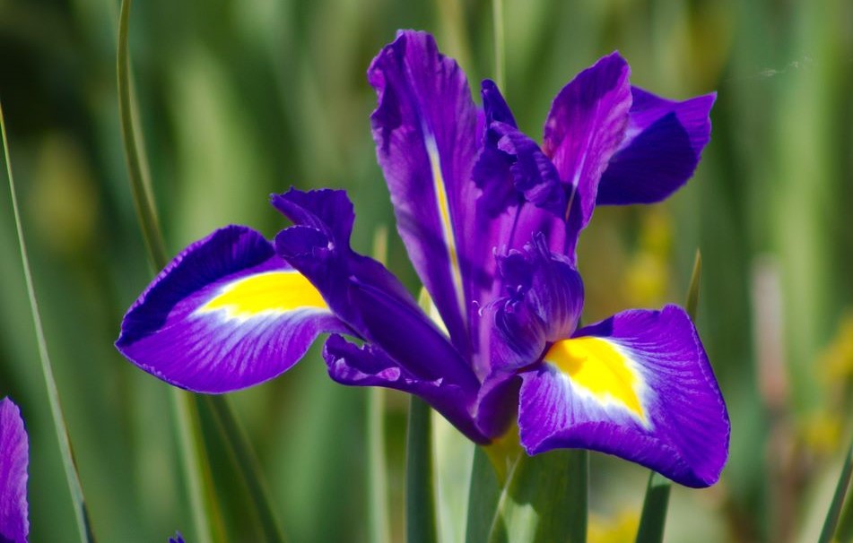 Iris Hollandica Purple Sensation