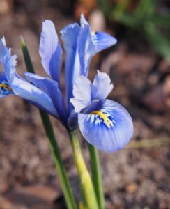 Iris Reticulata Alida