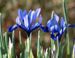 Iris Reticulata Harmony