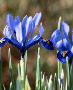 Iris Reticulata Harmony