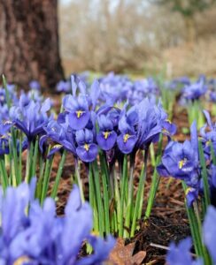 Iris Reticulata Harmony
